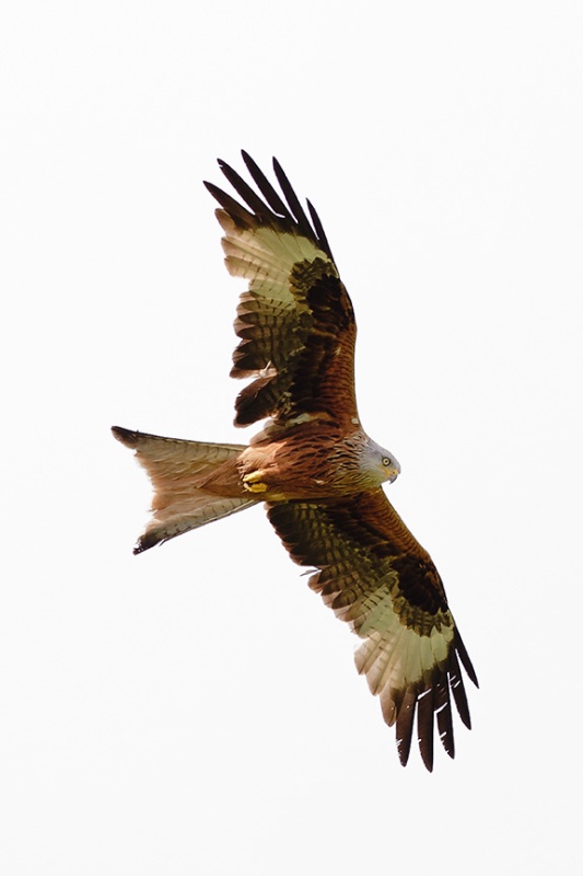  - Red Kites