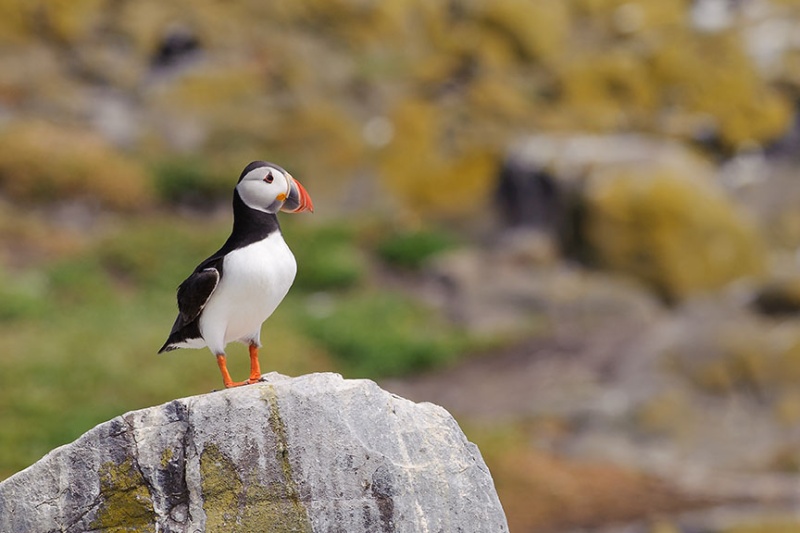  - Farne Isles