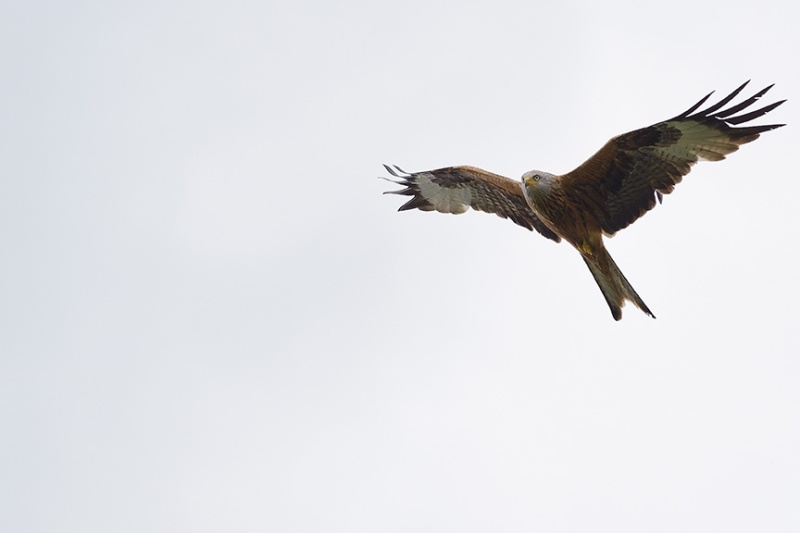  - Red Kites