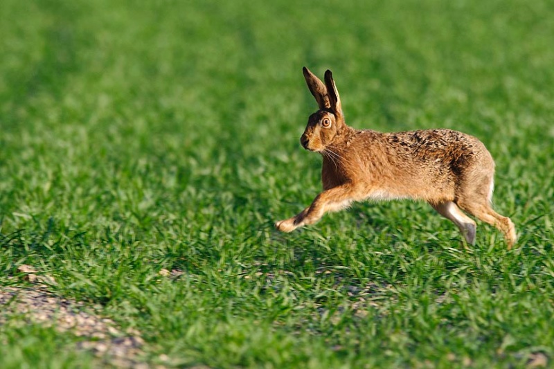  - Hares