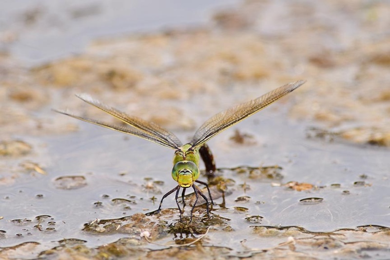  - Dragonflies