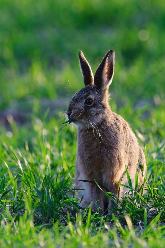  - Hares