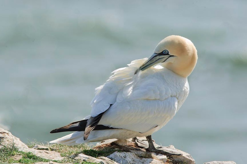  - Bempton Cliffs