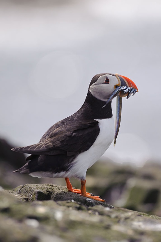  - Farne Isles