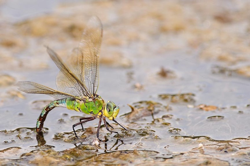  - Dragonflies
