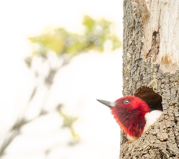 Red-Headed Woodpecker--Nesting Hole - My Book of Birds