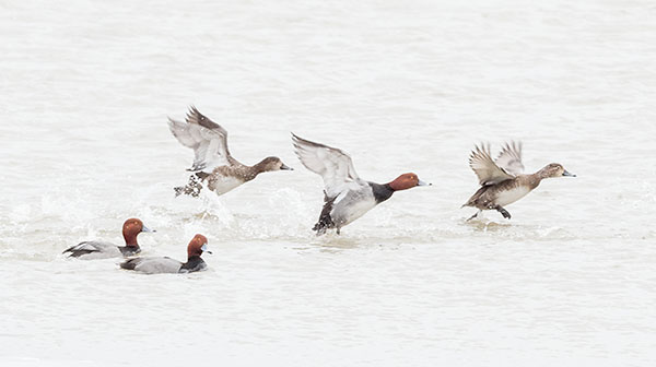 REDHEAD DUCKS, INNER BAY - LONG POINT - AT HOME