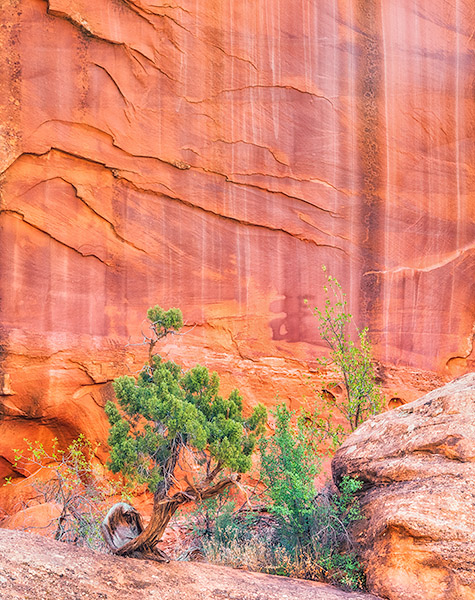 CANYON WALL - GRAND STAIRCASE-ESCALANTE - THE SOUTHWEST 2018