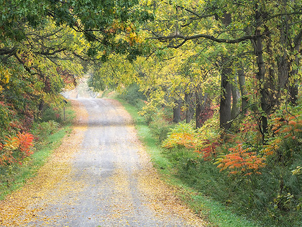 BACK ROAD IN FALL - NORFOLK COUNTY - AUTUMN