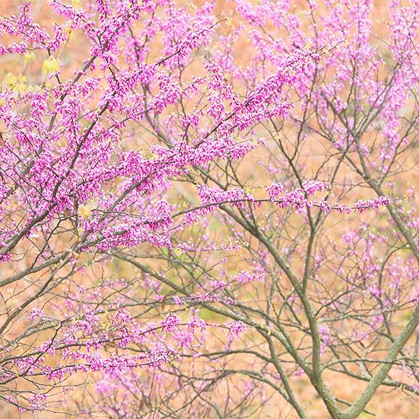 REDBUD IN BLOOM #2 - NORFOLK COUNTY - SPRING