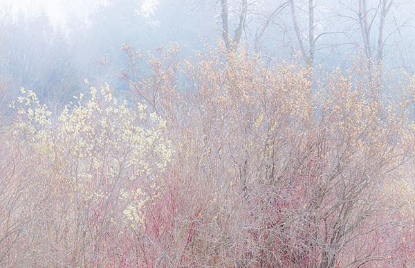 SPRING FOG - LONG POINT PP - THE MARSH
