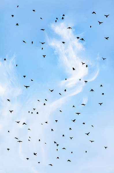 SPRING MIGRATION - LONG POINT MARSH - LARRY'S TENSET, 2015
