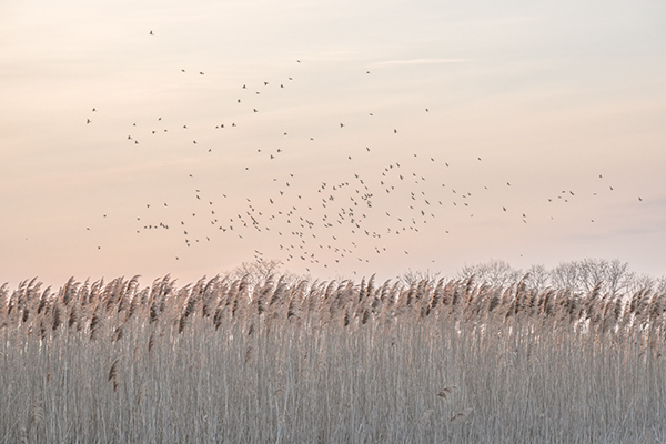 BLACKBIRDS MOVING - BIG CREEK MARSH - THE MARSH