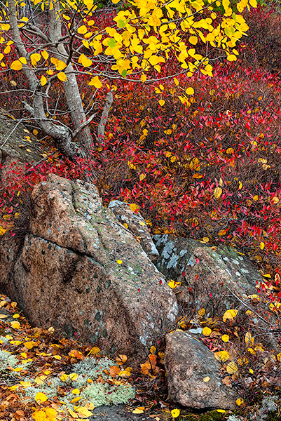 AUTUMN COLOUR - ACADIA NP, MAINE - EAST COAST, OCTOBER, 2014