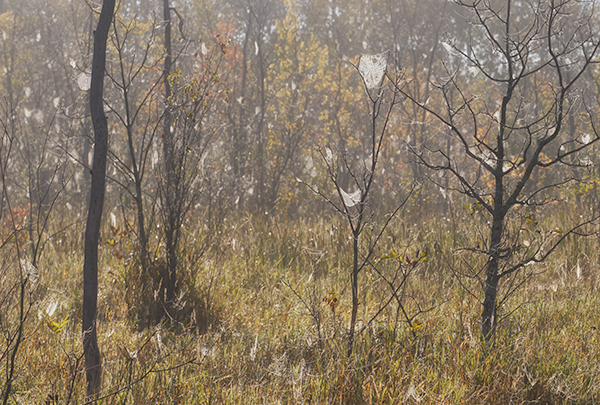 Backlit Webs #3 - Crane Lake Wetlands