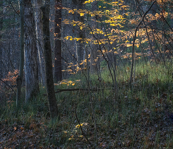 WILSON TRACT, NOVEMBER - NORFOLK COUNTY - AUTUMN