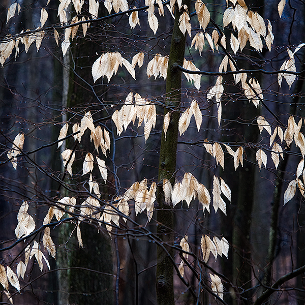 WINTER BEECH - BACKUS WOODS - BACKUS WOODS- NORFOLK COUNTY