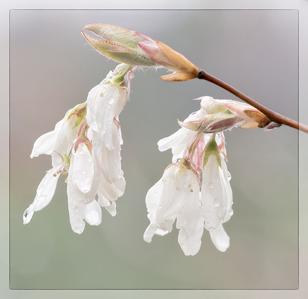 SERVICEBERRY BLOSSOMS -  NORFOLK COUNTY - SPRING