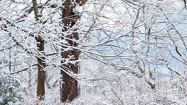 TREES WEEK #48 - 52 WEEKS - AN ENCOUNTER WITH TREES