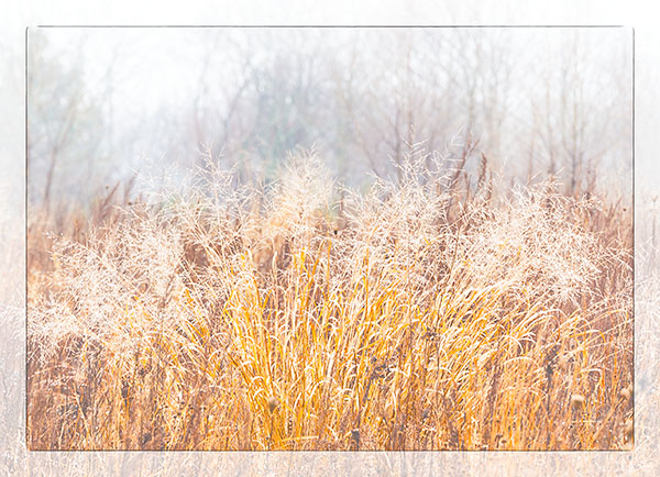 WINTER MEADOW 2017 #2- NORFOLK COUNTY - WINTER