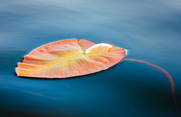 Lily Pad #1--Rankin River System - From My Kayak 2026