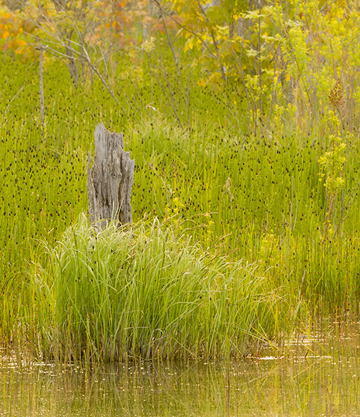 Wetland morning-June #3 - Bruce Peninsula 2025