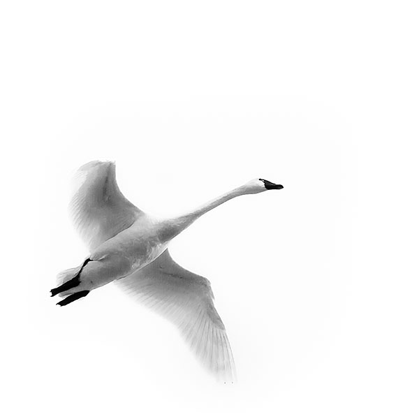 TUNDRA SWAN IN FLIGHT - BIG CREEK - LARRY'S TENSET, 2013