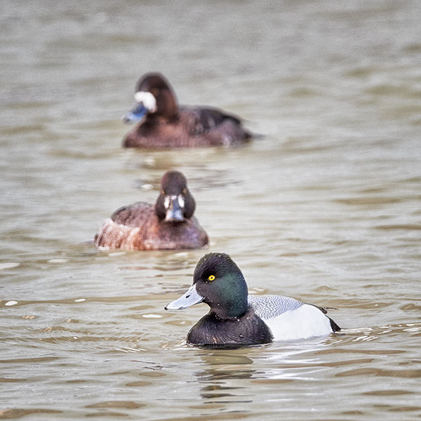 THREE SCAUP, 2018- PORT ROWAN - CREATURES