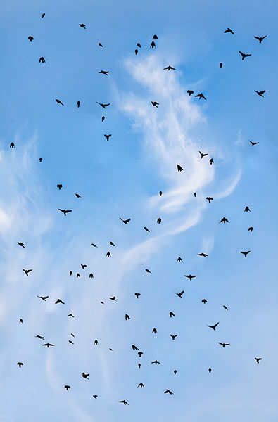 BLACKBIRD MIGRATION - LONG POINT - THE MARSH