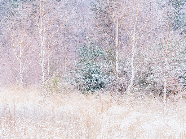 EAST QUARTER LINE #2, CHARLOTTVILLE, 2016 - NORFOLK COUNTY - WINTER
