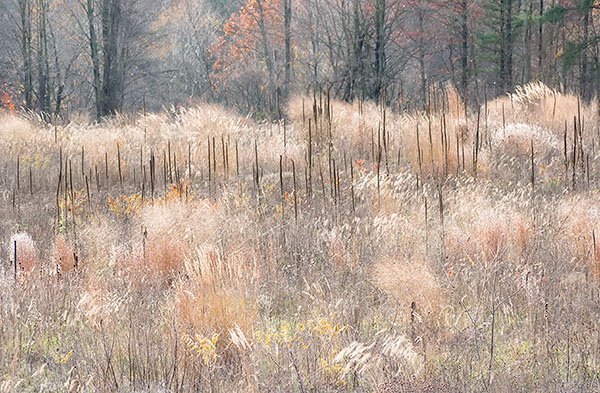 NOVEMBER MEADOW - NORFOLK COUNTY - THE MEADOW PROJECT