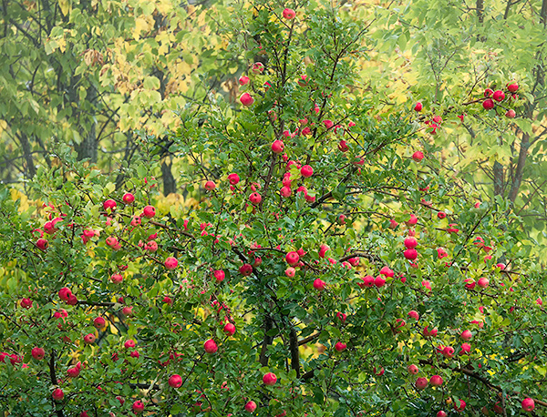OCTOBER APPLES #2 - BRUCE COUNTY - THE LAND