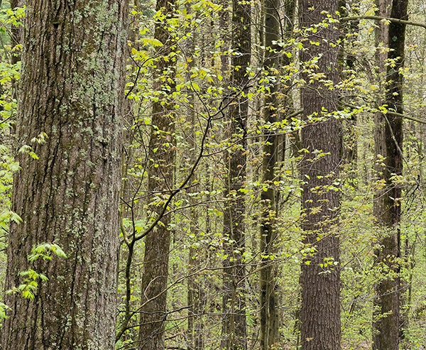 Backus Spring--Norfolk County - New Works