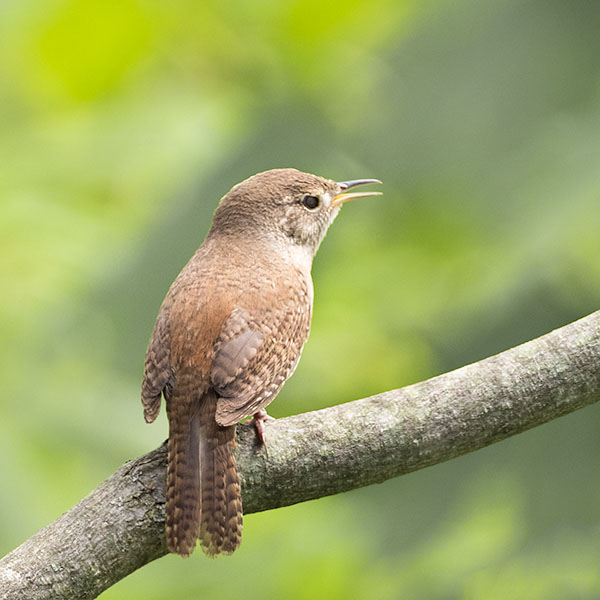 HOUSE WREN, 2018- PORT RYERSE - CREATURES