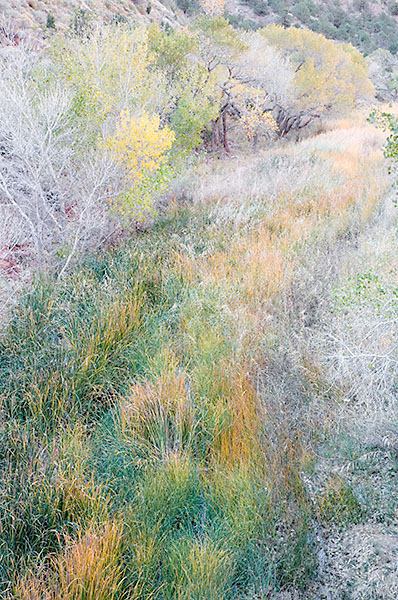FALL MEADOW #2 - ZION NP - THEREABOUTS