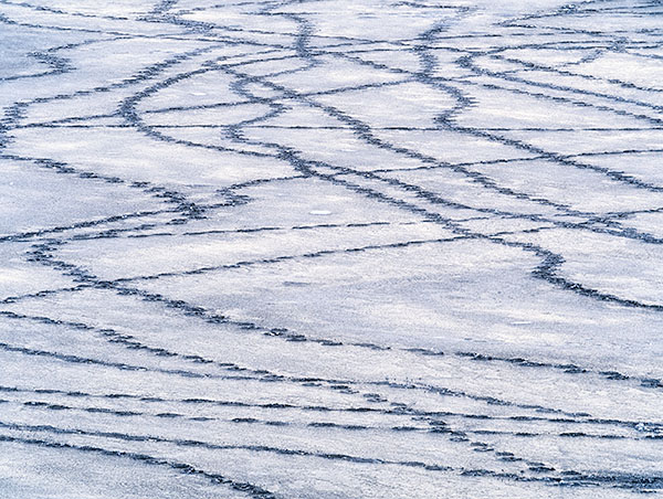 GOOSE TRACKS IN SNOW - BIG CREEK - 'SELDOM SEEN' WINTER AT LONG POINT, 2016
