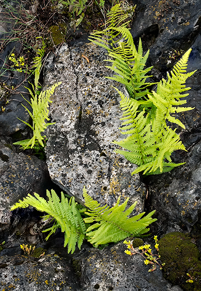 DANCING FERNS - BRUCE COUNTY - THE LAND