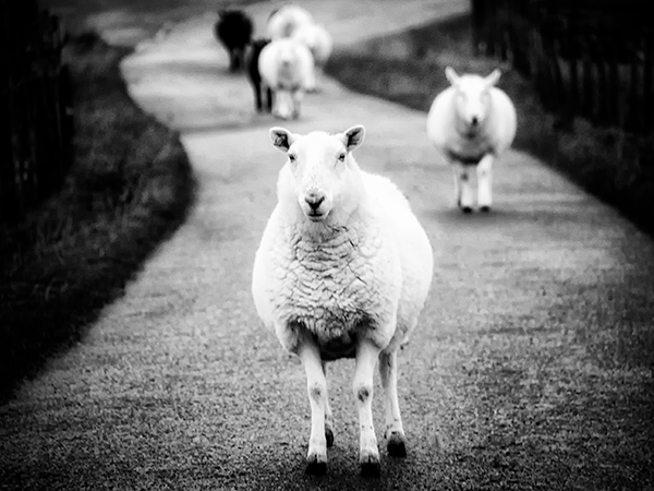 PARADE - WESTER-ROSS, SCOTLAND - SCOTLAND