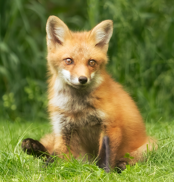 Red Fox Kit #5 - Foxes of Port Ryerse
