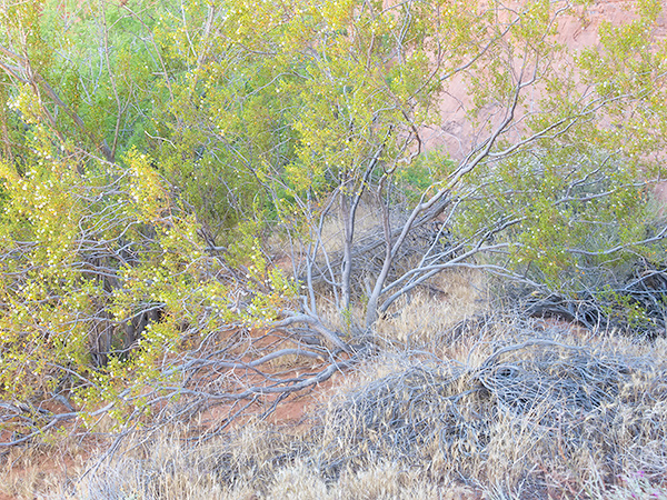 DESERT GARDEN #2 - VALLEY OF FIRE SP, NEVADA - THE SOUTHWEST 2018