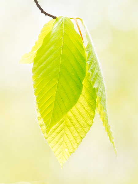 SPRING BEECH - BACKUS WOODS - BACKUS WOODS- NORFOLK COUNTY