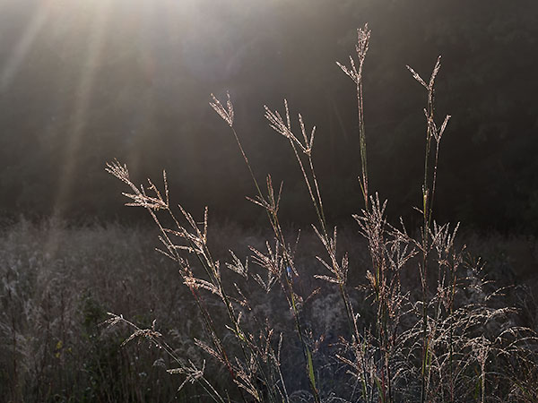 GOD RAYS AND GRASSES, NOVEMBER 2018  - NORFOLK COUNTY - AUTUMN