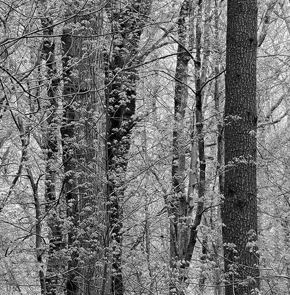 Backus Spring--Monochrome - New Works