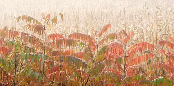 SUMAC - NORFOLK COUNTY - AUTUMN