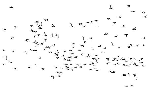 SPRING WATERFOWL - PORT ROWAN - BACKUS WOODS- NORFOLK COUNTY