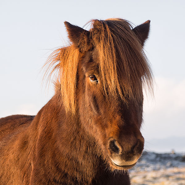 ICELANDIC HORSE - REYKJANES PENINSULA - ICELAND