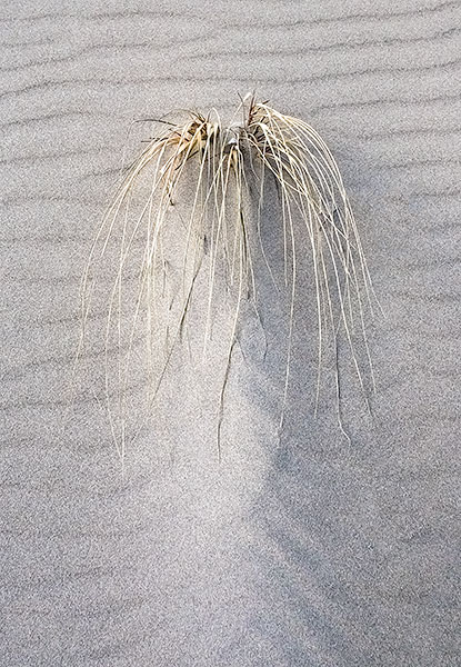 WIND BLOWN - LONG POINT BEACH - BAY & BEACH