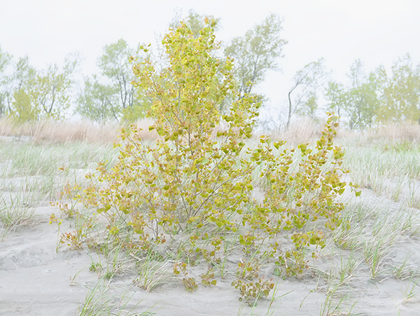 YOUNG COTTONWOOD - LONG POINT BEACH - BAY & BEACH