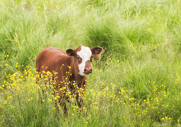 BUTTERCUP, JUNE 2018 - BRUCE PENINSULA - THE BRUCE, JUNE 2018