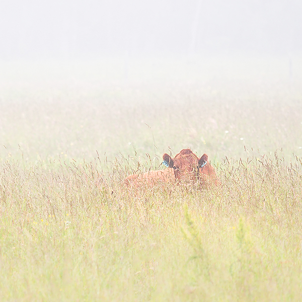 PEEK-A-MOO - BRUCE PENINSULA - THE BRUCE, JUNE 2018